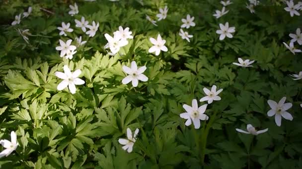 Flores Blancas Crecen Bosque Soleado Primavera Detalles Primer Plano — Vídeo de stock
