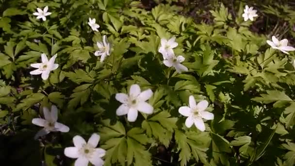 White Flowers Grow Spring Sunny Forest Details Close — Stock Video