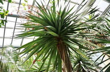 Büyük Peter'ın Botanik bahçesi St. Petersburg şehri. Burada bitki, çiçek, meyve ve diğer flora ve fauna örnekleri görebilirsiniz