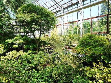 Büyük Peter'ın Botanik bahçesi St. Petersburg şehri. Burada bitki, çiçek, meyve ve diğer flora ve fauna örnekleri görebilirsiniz