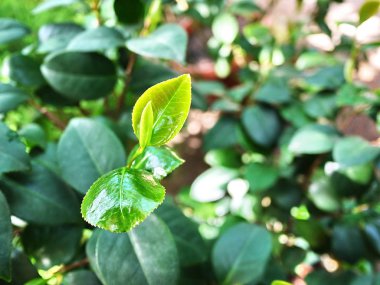 Büyük Peter'ın Botanik bahçesi St. Petersburg şehri. Burada bitki, çiçek, meyve ve diğer flora ve fauna örnekleri görebilirsiniz