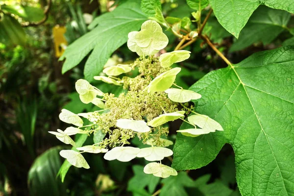 Botanická Zahrada Petra Velikého Město Petrohradu Tomto Místě Můžete Vidět — Stock fotografie