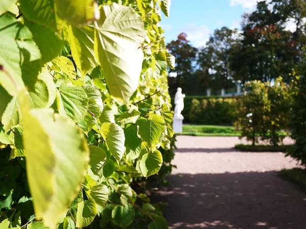 Oranienbaum Museum Reserve Dit Park Petersburg Een Prachtig Park Het — Stockfoto