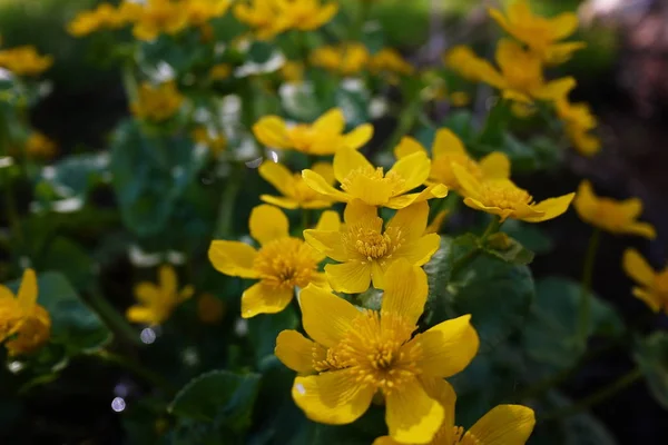 Yellow flowers grow in the forest lake. Beautiful flowers grow on the shore. Details and close-up.
