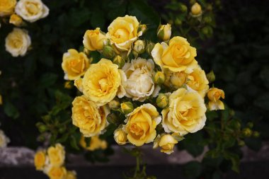 Gül tomurcuk üzerinde çiy damlacıkları. Çok renkli gül yaprakları. Detaylar ve yakın çekim.