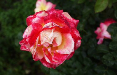 Gül tomurcuk üzerinde çiy damlacıkları. Çok renkli gül yaprakları. Detaylar ve yakın çekim.