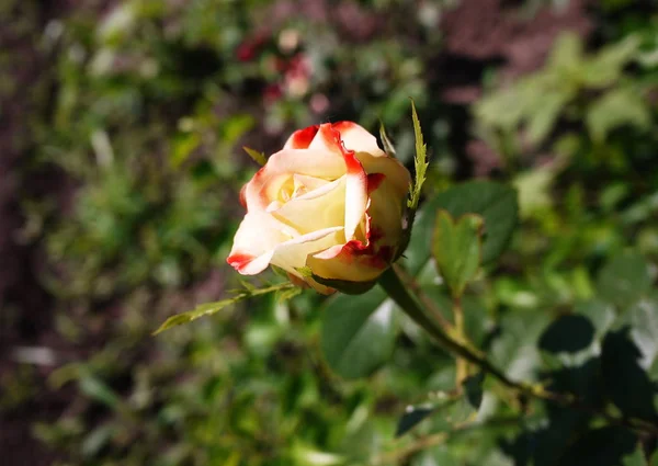 Rosebud Yakın Parlak Güneşli Bir Gün Çok Renkli Gül Yaprakları — Stok fotoğraf