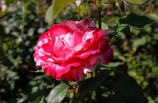 Rosebud Zavře Jasný Slunečný Den Vícebarevné Plátky Růží Podrobnosti Detail — Stock fotografie