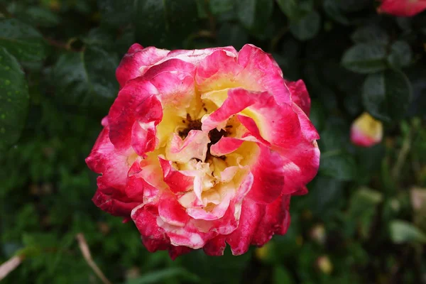 Tautropfen Auf Einer Rosenknospe Mehrfarbige Rosenblätter Details Und Nahaufnahme — Stockfoto