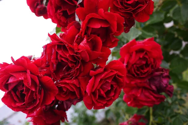 Gotas Rocío Una Rosa Bud Pétalos Rosa Multicolor Detalles Primer — Foto de Stock