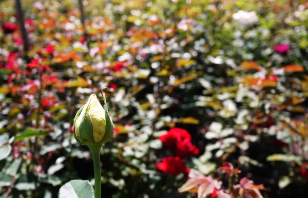 Centro Jardim Para Venda Rosas Pétalas Rosa Multicoloridas Detalhes Close — Fotografia de Stock