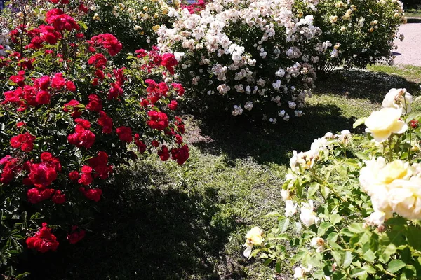Ogród Centrum Sprzedaży Róż Wielokolorowe Płatki Róż Szczegóły Zbliżenie — Zdjęcie stockowe