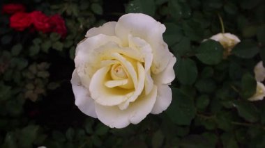 Gül satışı için bahçe merkezi. Çok renkli gül yaprakları. Detaylar ve yakın çekim.