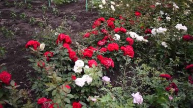 Gül satışı için bahçe merkezi. Çok renkli gül yaprakları. Detaylar ve yakın çekim.