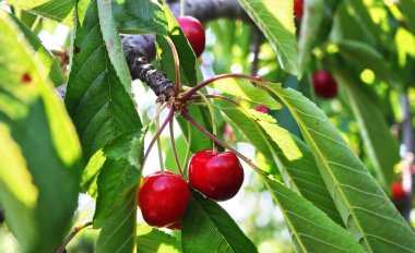 Kiraz meyveleri ağaçta yetişir