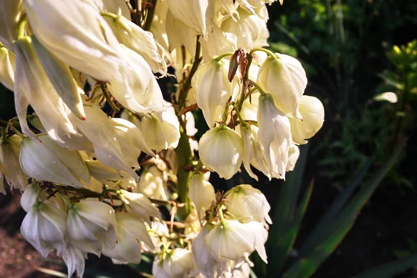 Blooms Yucca Növény Részletek Közeli — Stock Fotó