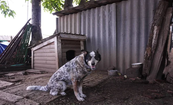 Hond Staat Naast Zijn Vak Details Close — Stockfoto