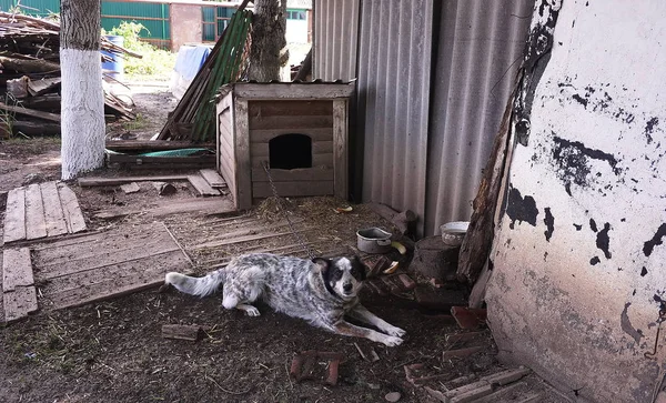 Perro Está Lado Caja Detalles Primer Plano — Foto de Stock