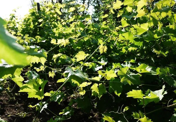 Perceel Voor Het Kweken Van Druiven Zonlicht Verlicht Bladeren Details — Stockfoto
