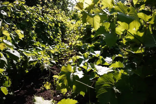 Plot Growing Grapes Sunlight Illuminates Leaves Details Close — Stock Photo, Image
