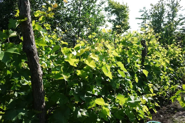 Plot Growing Grapes Sunlight Illuminates Leaves Details Close — Stock Photo, Image