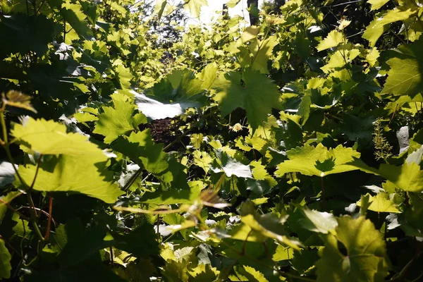 Plot Growing Grapes Sunlight Illuminates Leaves Details Close — Stock Photo, Image