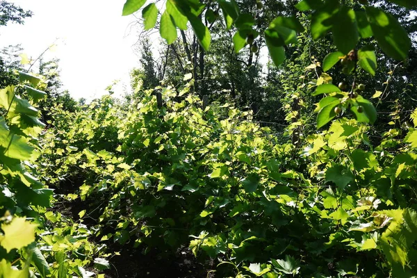 Plot Growing Grapes Sunlight Illuminates Leaves Details Close — Stock Photo, Image