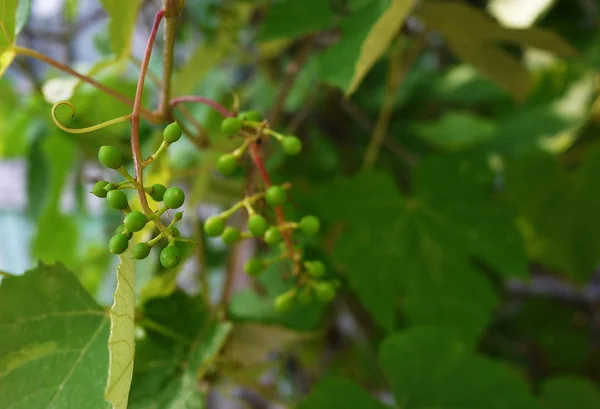 Bunches Grapes Appeared Vines Sunlight Illuminates Leaves Details Close — Stock Photo, Image