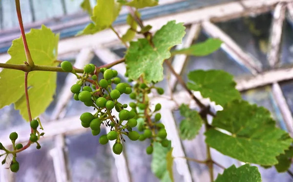 Bunches Grapes Appeared Vines Sunlight Illuminates Leaves Details Close — Stock Photo, Image