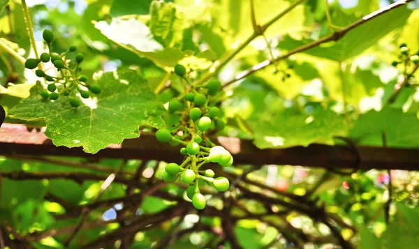 Bunches Grapes Appeared Vines Sunlight Illuminates Leaves Details Close — Stock Photo, Image