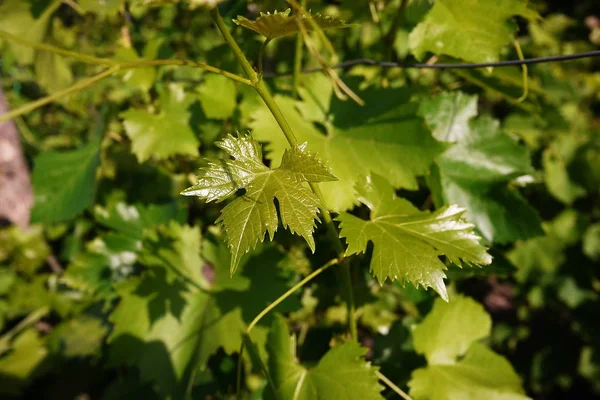 Green Leaves Grape Tree Sunlight Illuminates Leaves Details Close — Stock Photo, Image