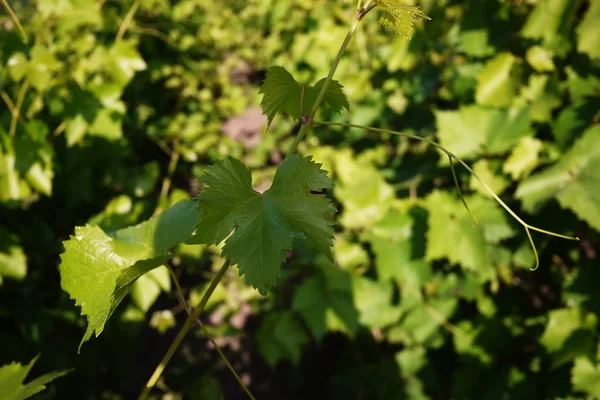 葡萄树的绿叶 阳光照亮树叶 详细信息和特写 — 图库照片