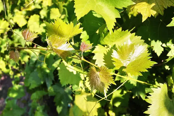 Green Leaves Grape Tree Sunlight Illuminates Leaves Details Close — Stock Photo, Image