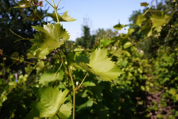 Groene Bladeren Van Druiven Boom Zonlicht Verlicht Bladeren Details Close — Stockfoto