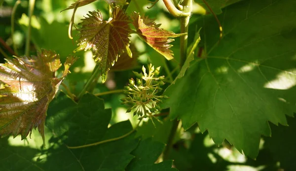 Green Leaves Grape Tree Sunlight Illuminates Leaves Details Close — Stock Photo, Image
