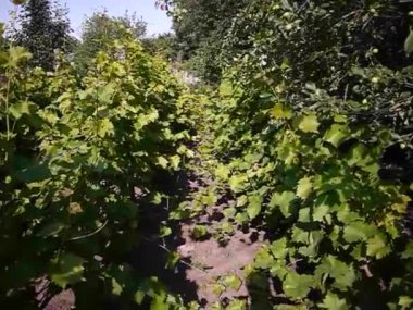 Üzüm yetiştirmek için komplo. Güneş ışığı yaprakları aydınlatır. Ayrıntılar ve yakın çekim.