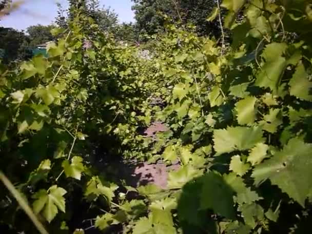 Pohon Anggur Hutan Stok Video Pohon Anggur Hutan Rekaman Bebas Royalti Depositphotos