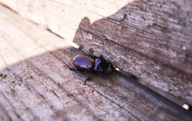 Yaz doğa arasında Beetle. Ayrıntılar ve yakın çekim.