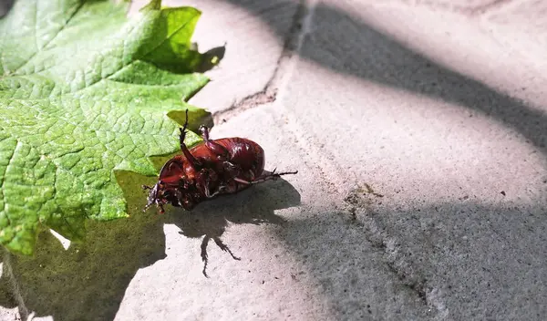 Beetle Sunny Day — Stock Photo, Image