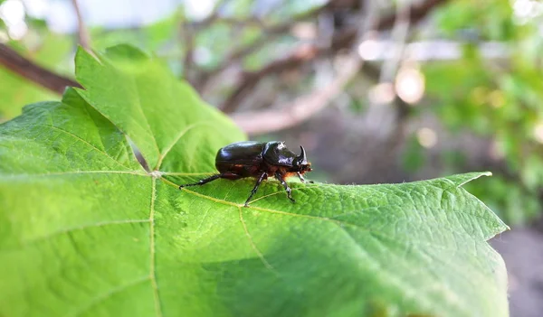 Beetle Sunny Day — Stock Photo, Image