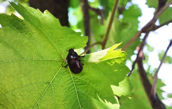 Beetle Sunny Day — Stock Photo, Image