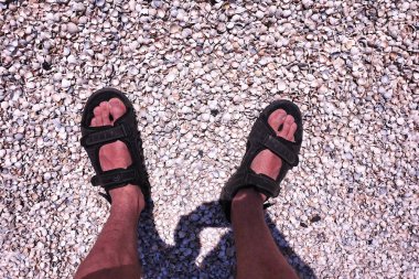 Güneşli havalarda sahilde deniz kabukları. Ayrıntılar ve yakın çekim