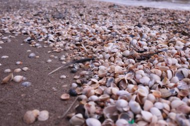 Kabuklar sahilde yatıyor. Ayrıntılar ve yakın çekim