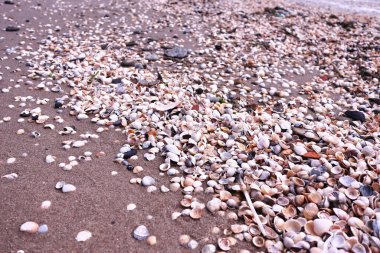 Kabuklar sahilde yatıyor. Ayrıntılar ve yakın çekim