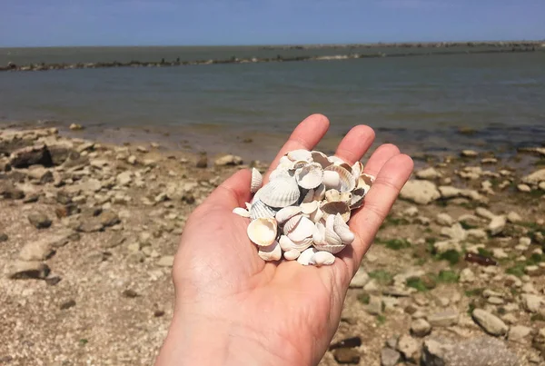 Seashells Praia Tempo Ensolarado Detalhes Close — Fotografia de Stock