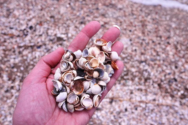 Seashells Praia Tempo Ensolarado Detalhes Close — Fotografia de Stock