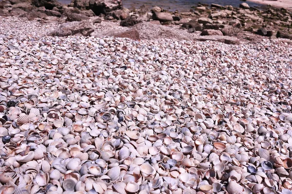 Seashells Sulla Spiaggia Tempo Soleggiato Dettagli Primo Piano — Foto Stock