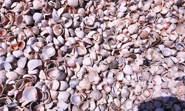 Seashells Sulla Spiaggia Tempo Soleggiato Dettagli Primo Piano — Foto Stock