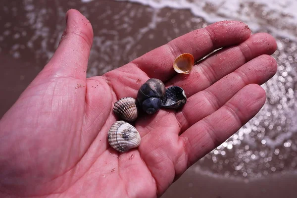 Conchiglie Giacciono Sulla Spiaggia Dettagli Primo Piano — Foto Stock