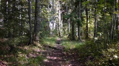 Güneşli yaz ormanı, detaylar ve yakın çekim.